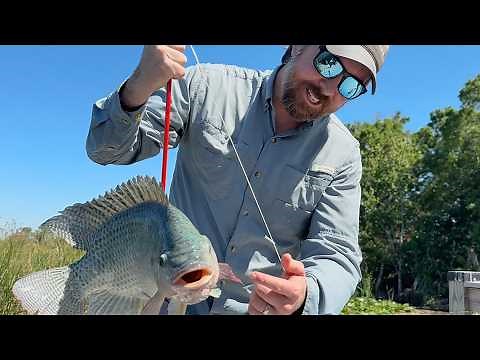Bowfishing Tilapia + Easy Recipe (How To Catch, Clean & Cook)