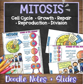 Mitosis Doodle Notes, Quiz, PowerPoint & Google Slides | Cell Cycle, PMAT