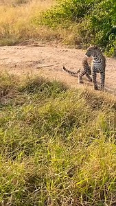 17K views · 266 reactions | Leopard cub goes BIPED! #animals #tigers #animal #cute #nature #love #pets #pet #wildlife | Duren Kiss | Facebook