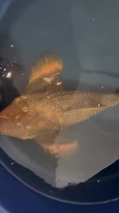 Very tempting... 28-30" L186 🐟🐟🐟 | Jason's Plecos & Cichlids LLC