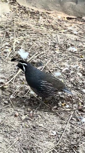 California Quails in Their Calm Zone