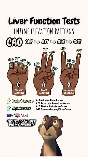 REV MED • Anatomy & Medical Education | Special notes for you in the caption below! Let’s dive in 🧠 Make sure to follow along with us here for daily educational content 👉🏼... | Instagram