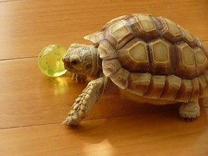 39K views · 1.7K reactions | Excited pet turtle shows off ball handling skills | Rumble | Facebook