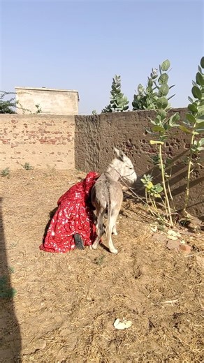 Bride with donkey #trending #support #animals #video