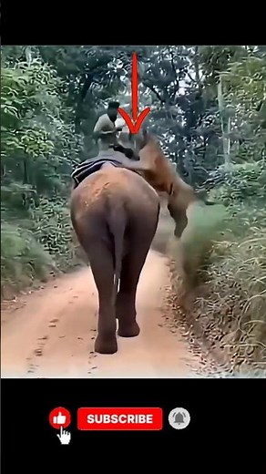 🔥 “Tiger Attacks a Man Riding an Elephant — What Happens Next Is Insane!” 🐅🐘😱 #shorts #shortvideo