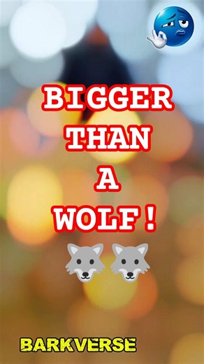 The Giant Alabai That Makes Every Other Dog Look Small | Ultimate Guardian Beast