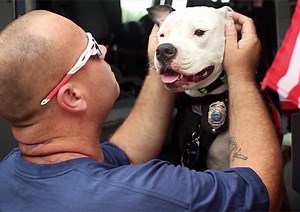 After this firefighter rescued this dog, they've been inseparable. Watch how close they've become! | Only Good TV - Hooplaha