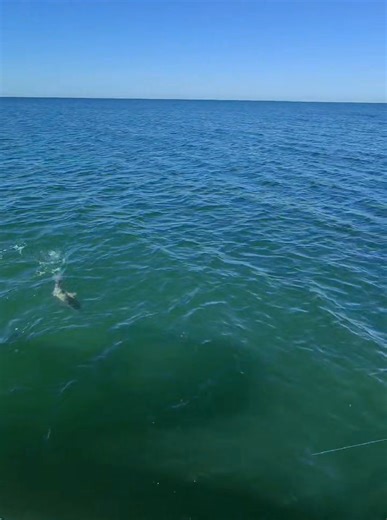 I love this time of year. The weather is perfect and the fish are chomping like crazy. Watch this second fish eat the bait just as the video starts. | Drag on Fishing Charters
