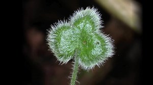 The Fern Life Cycle by prof. Eddie Watson from Colgate University