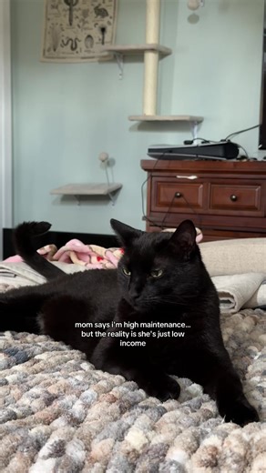 Black Cats: The High Maintenance Misunderstanding