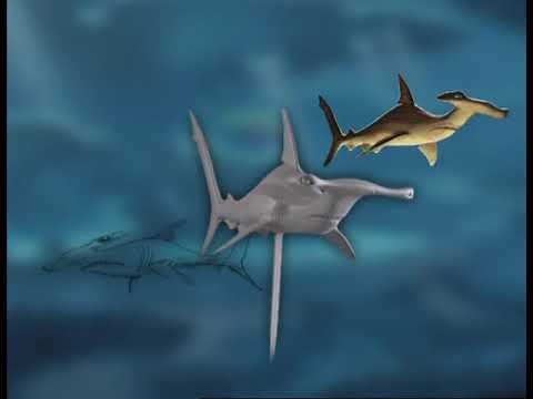 Finding Nemo - 3D Models of the fish