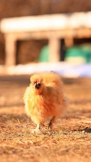 These fluffy chickens are so cute and playful 🥰. Did you know every chicken has its own fun and unique personality?! | Pocket Macro