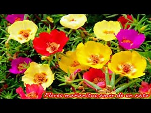 cuidados de las flores de mañanitas,amor de un rato ,Verdolagas portulacas grandifloras.