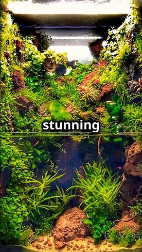 Paludarium Setup For Beginners: A Step-By-Step Guide! #paludarium #plantedtank #newtank