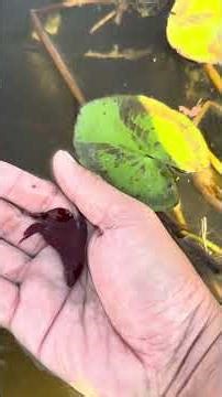 How! Beautiful halfmoon betta fish catch up from underwater by hand