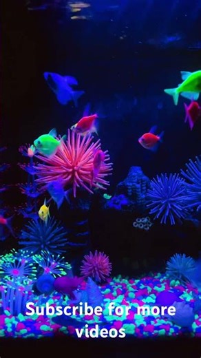 Check out my GloFish tank! 🐟✨