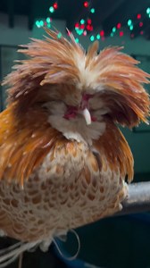 705K views · 94K reactions | Ben our polish rooster loving his new area with Mo, Nevis and Milkshake #polishtooster #roosterben | Caenhill Countryside Centre | Facebook