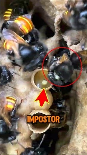 The Queen Bee Found an IMPOSTOR Egg 😳🐝