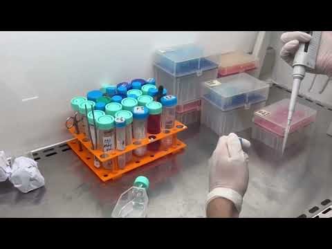 Internship - HepG2 Cell Subculturing Protocol