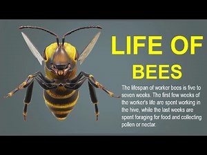 PowerPoint 3D Animation Tutorial | Create Dynamic Bee Presentation with Morph Transition forBusiness
