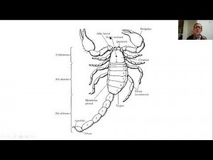 14 AULA - 3 Subfilo Cheliceriformes: Classe Chelicerata - subclasse Arachnida: Araneae e Scorpione
