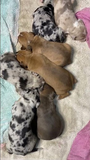 Merle American Bully Puppies For Sale At Burrnationk9s Pitbull Kennels