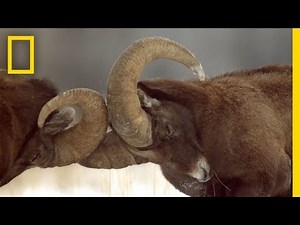 Animals Fight in Yellowstone - ASMR | Yellowstone Live
