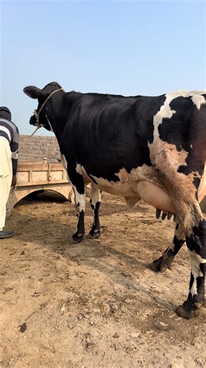 Exploring Life on a Dairy Farm