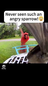 402K views · 1.6K reactions | Angry Cardinal & Angrier Sparrow Video footage credit to Birdfy user. #caughtonbirdfy #birds #funny #nature #birdfeeding | Birdfy by Netvue | Facebook