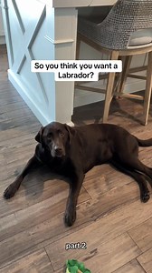 Labs are always worth it 🫶🏼 #labradorretriever #labradorlife #labrador #labradorretrievers #chocolatelabsoftiktok #chocolatelabpuppy #chocolatelab #dog #funnydog #chocolatelabrador #labradors #sould~ #dogsoftiktok #labradorsoftiktok | Choco Nellie