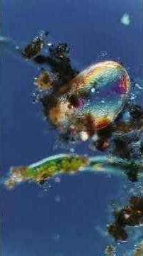 microscopy video - silent microscapes