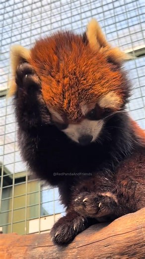 33K views · 2.2K reactions | (Link to buy souvenirs in comment) | Cheese: On the first day of 2026, is my new hair style cool? #RedPandaAndFriends #redpanda #panda #animals | Red Panda And Friends | Facebook