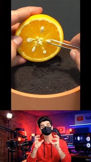 Orange Growing Challenge 24 DAYS 🍊