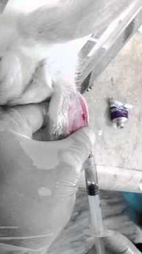 Blood sampling from Rabbit marginal ear vein