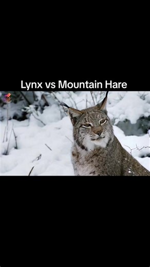 Lynx vs Mountain Hare #wildanimals #wildlife #documentary #trending #viral