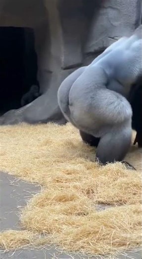 Baby Gorilla Wakes Up Dad and Instantly Regrets It 😂 #Shorts
