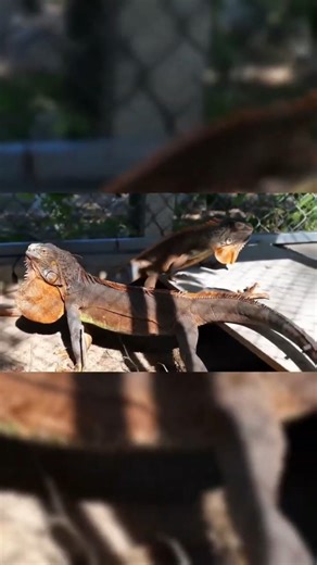 🦎 Vietnamese Street Food — Iguana Lizard Curry | Mui Ne, Vietnam | WILD RECIPE