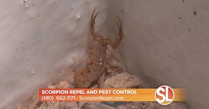 How to keep scorpions OUT of your house with Scorpion Repel