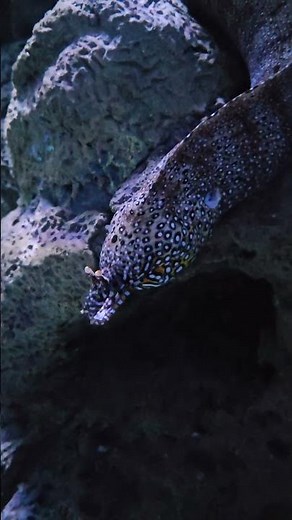 Meet the Stunning Dragon Moray Eel! 🐍✨”