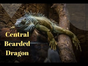 How I Make Paper Craft Central Bearded Dragon