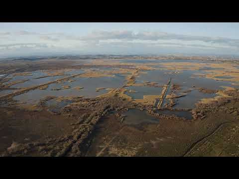 What Are Constructed Wetlands? Overview and Benefits
