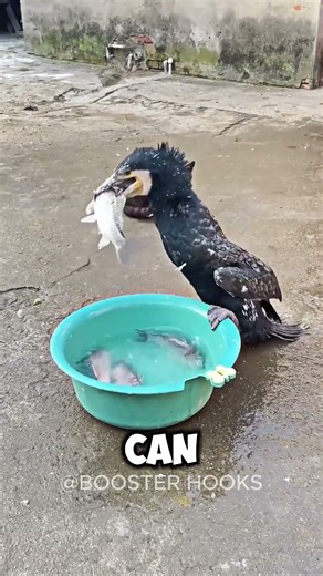 How Can This Bird Swallow So Many Fish! 😂🐦#shorts