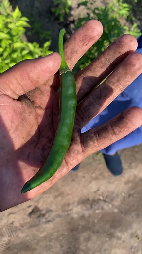 Harvesting Chillies with My Dad on the Farm