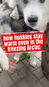 how huskies stay warm even in the freezing Arctic? #huskies #husky #siberianhusky #huskyfact | Siberian Huskies World