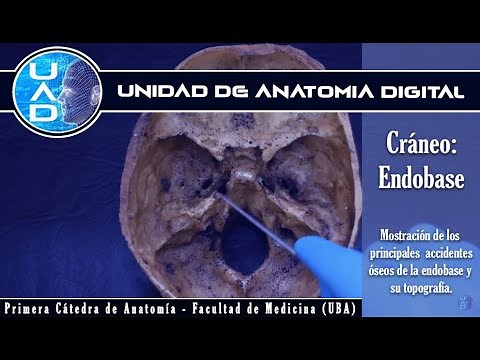 Skull: endobase - Digital Anatomy Unit - First Chair of Anatomy - FMed - UBA