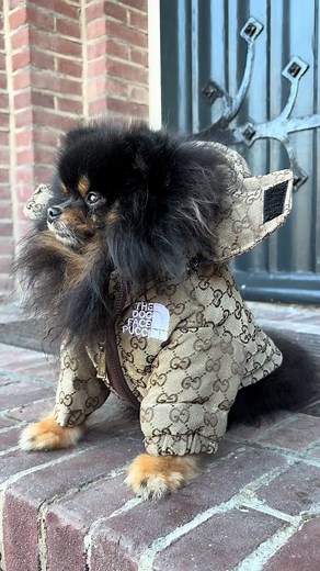 Chip & Mishka Dog Clothes - Sizes and Availability