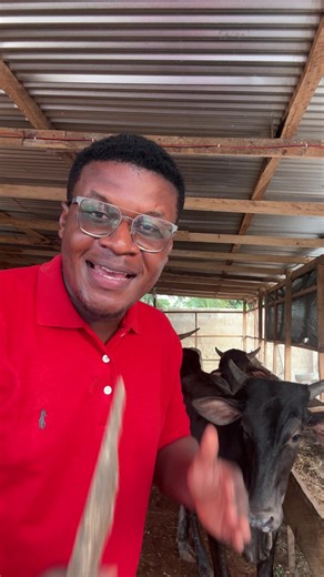 Understanding Bulls: The Truth About Red Color