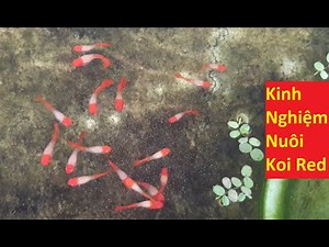 Kinh Nghiệm Nuôi Cá 7 Màu Koi Red