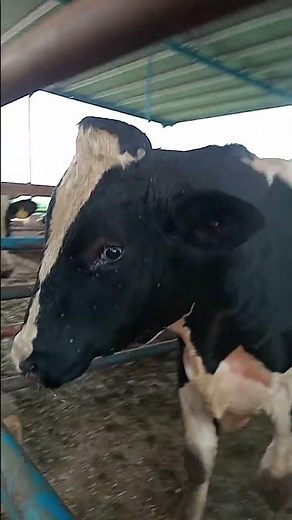 Breeding Bulls | Ab elite genetics| Natural breeding #cow #dairyherd #bullfarm #bull