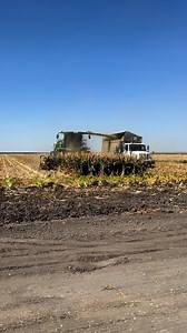 Chopping Milo #silage | Cali Farmer